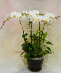 Orchid Phalaenopsis Gift Set - CODE 1107